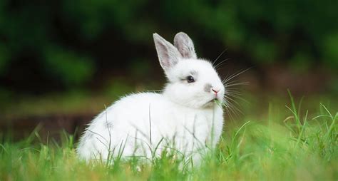 1999 兔 象徵智慧的動物